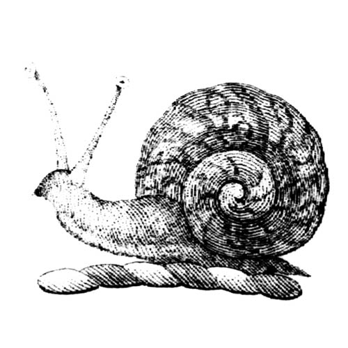 Whimsical collection