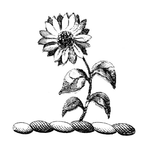 Flora & Fauna Collection